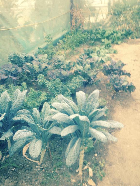 Surfer'S Paradise, Yoga&Food Garden@Costa Azul, Los Cabos San José del Cabo 외부 사진